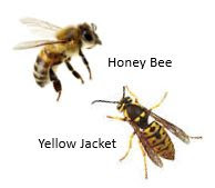 Yellow Jackets are Not Bees. They are Wasps